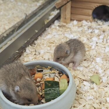 Сирийские хомячки малыши