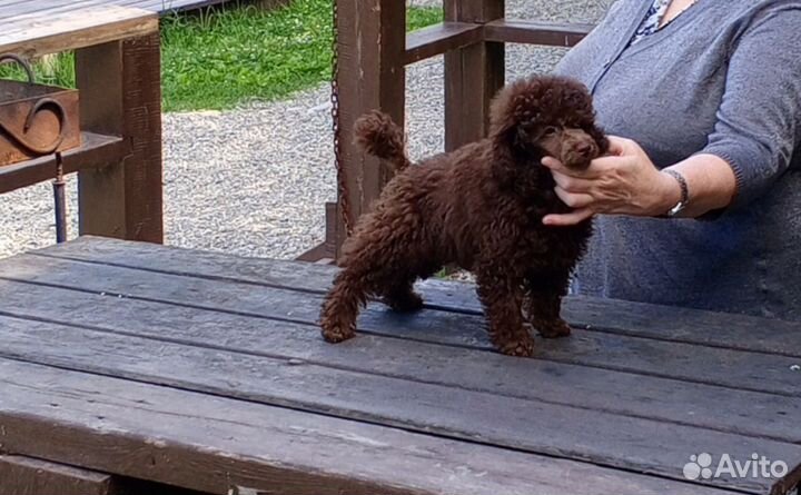 Девочка, пудель в любимцы