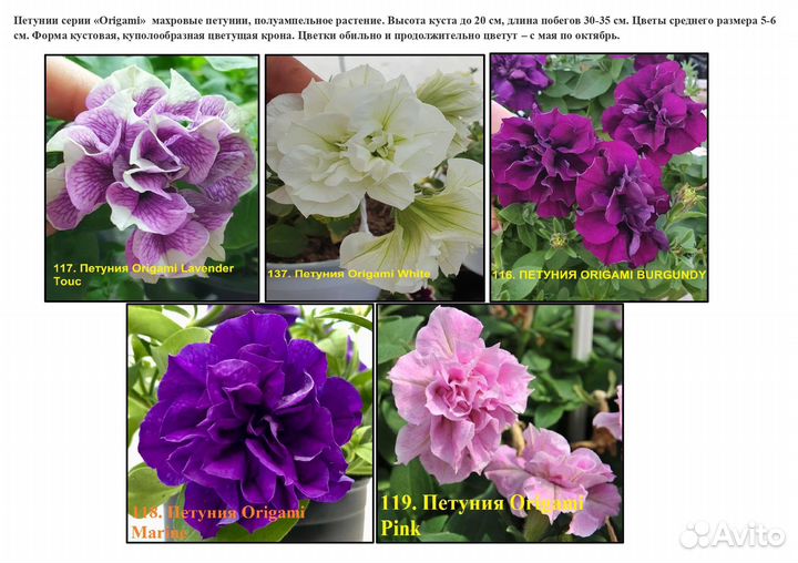 Вегетативная петуния и коллекционная мята