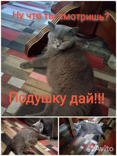Британские котята