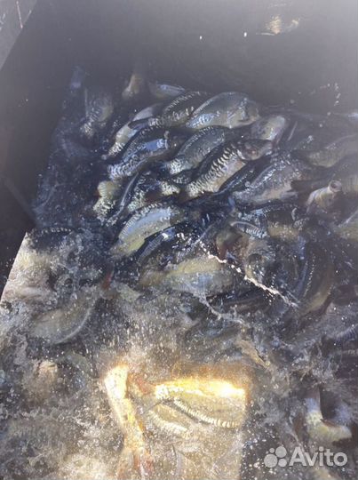 Рыбалка карась