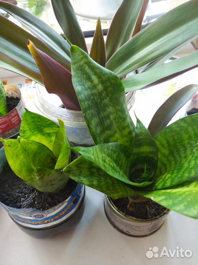 Комнатные растения