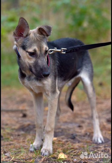 Ищет дом не крупный пёсик Спарки