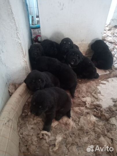 Тибетский мастиф щенки