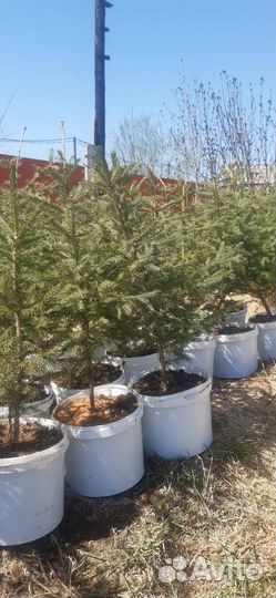 Ель голубая, пихта, кедр, рябина. Саженцы