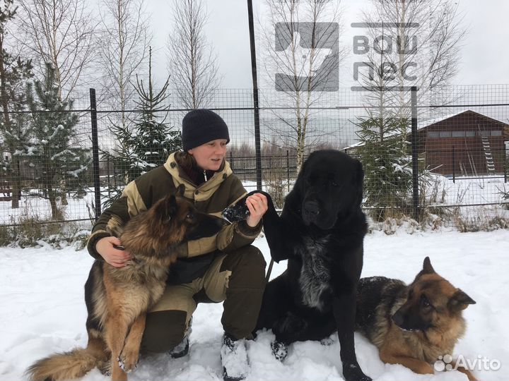 Дрессировка собак. Гостиница