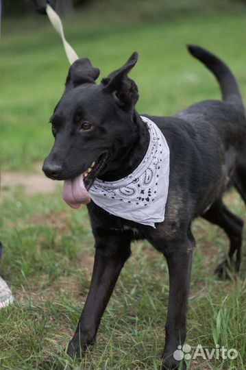 Красавец Лео