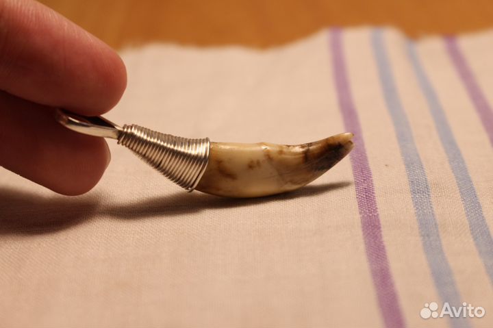 Ископаемый волчий зуб в серебряной оправе