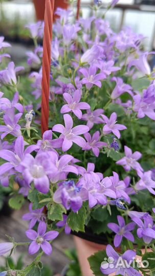 Кампанула