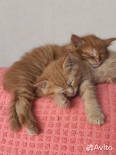 Кошки в добрые руки