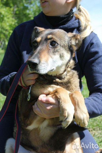 Собака Магда просит помощи