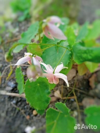 Излишки из сада