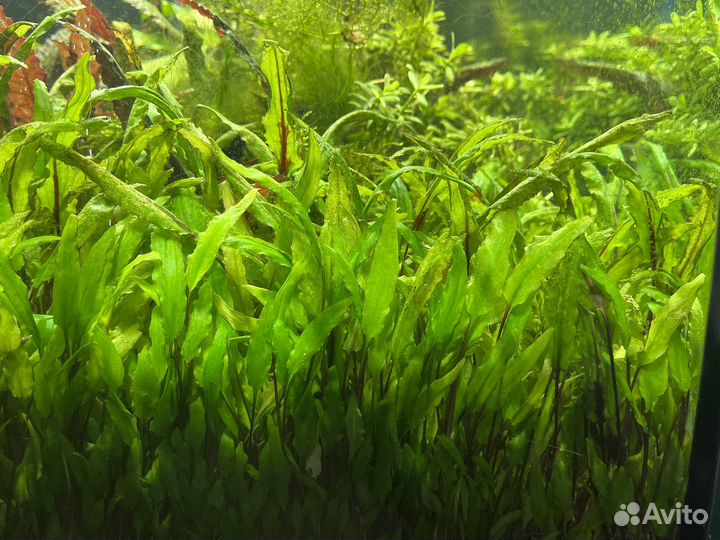 Криптокорина вендта (зеленая и красная)