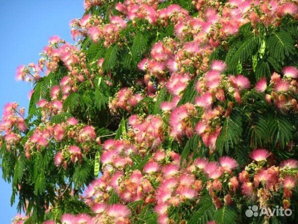 Альбиция ленкоранская