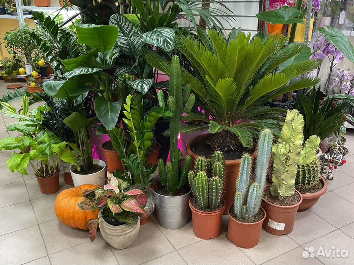 Экзотические растения