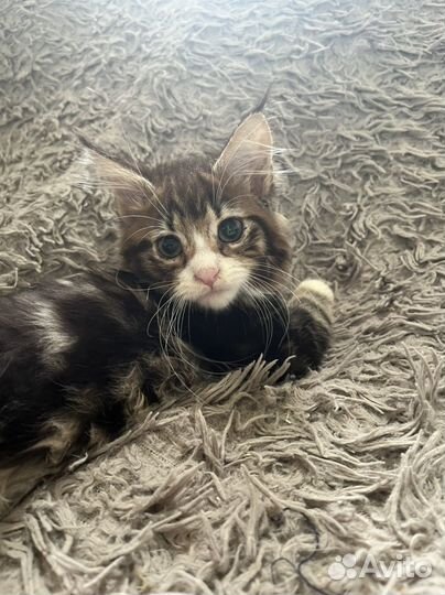Котята мейкун