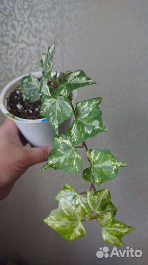 Плющ (хедера)