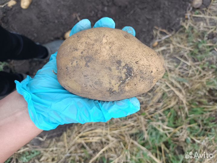 Продам картофель