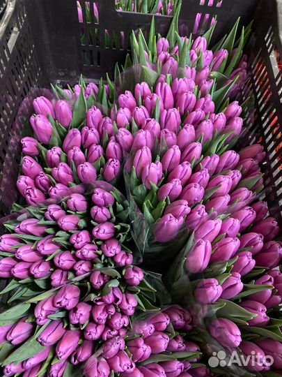 Тюльпаны к 8 марта оптом