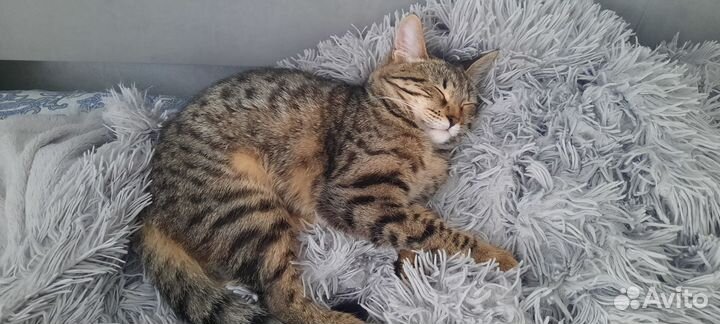 Кошка шотландская