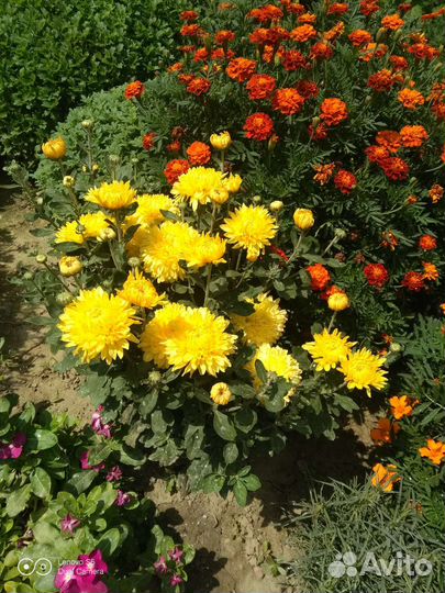 Хризантема корейская