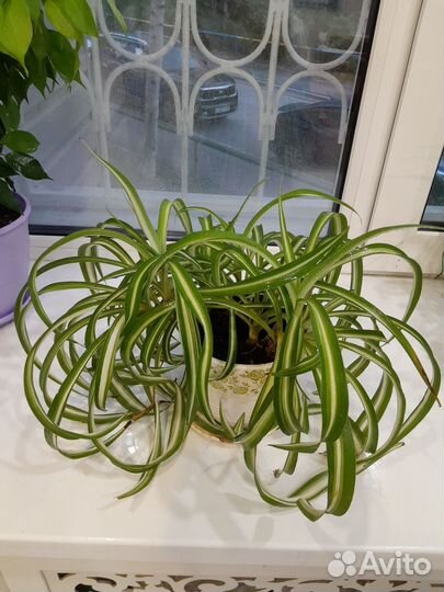 Хлорофитум