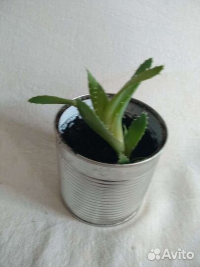 Алоэ, кактусы