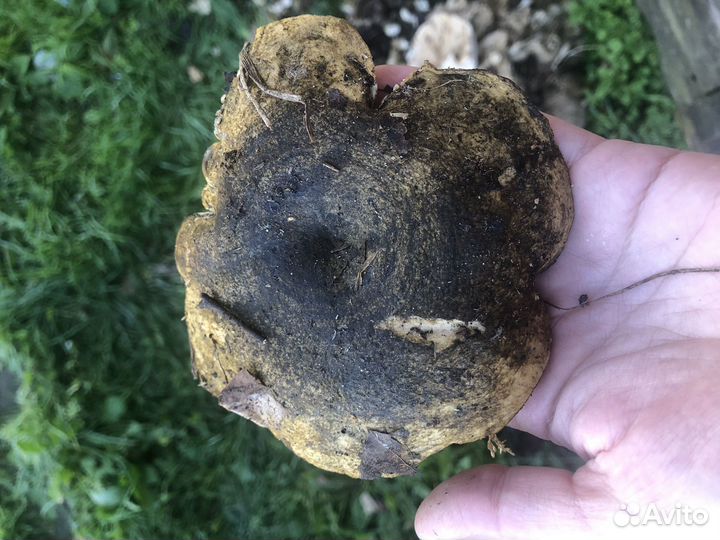 Последние черные грузди