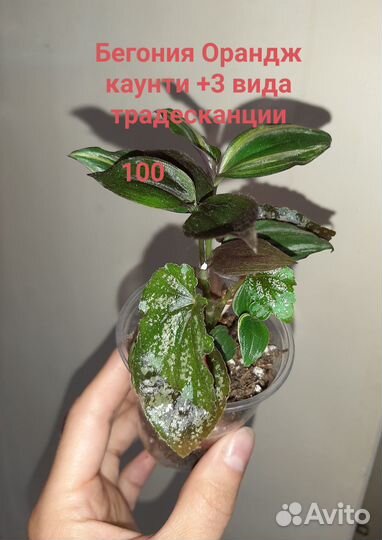 Комнатные растения, бегонии, пеперомии и др