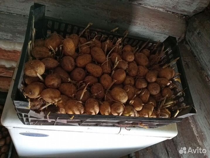 Семенной картофель