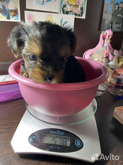 Йоркширский терьер щенки девочки