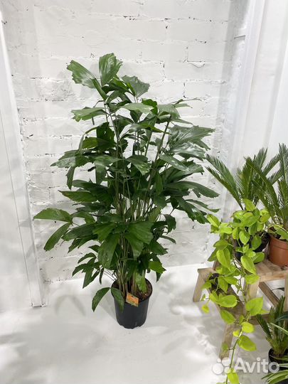 Пальма Кариота 150 см