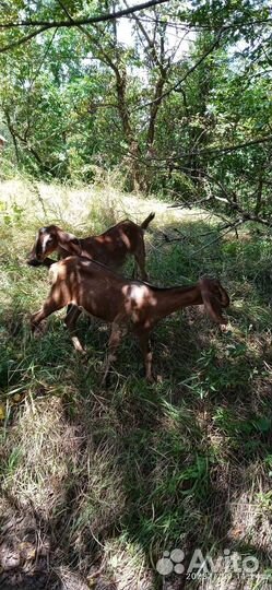 Дойные нубийские козы