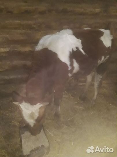 Бычок 7 месяцев