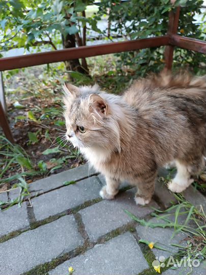 Ищим хозяина прекрасной, ласковой киса