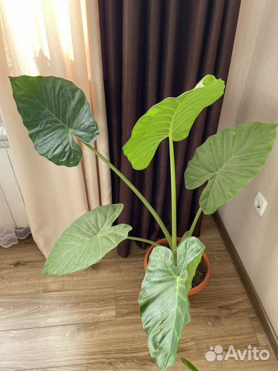 Комнатнве цветы для дома и офиса