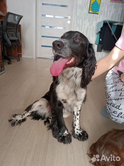 Продам щенка