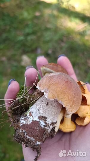 Прогулки в Завидово