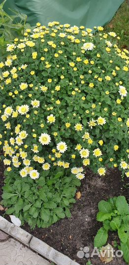 Хризантемы мультифлора