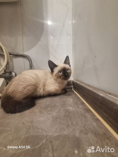 Тайская (смесь) 4 мес. Девочка