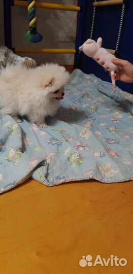 Щенок Шпица мальчик