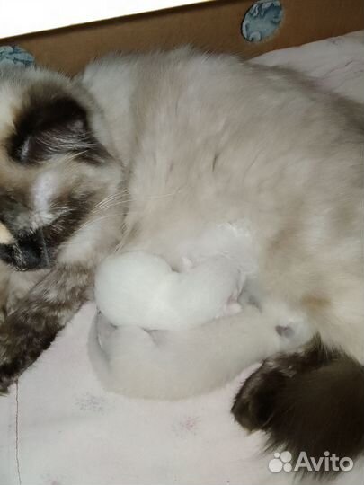 Котята тайские