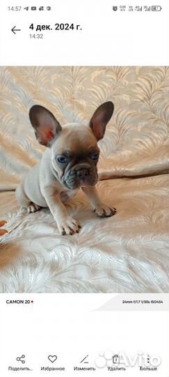 Французский бульдог щенки