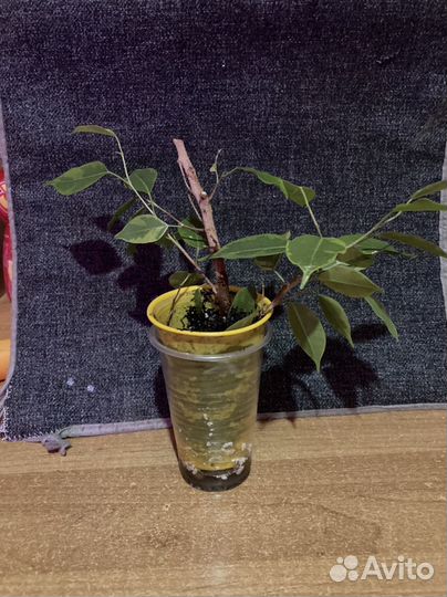 Фикус бенджамина пестролистный