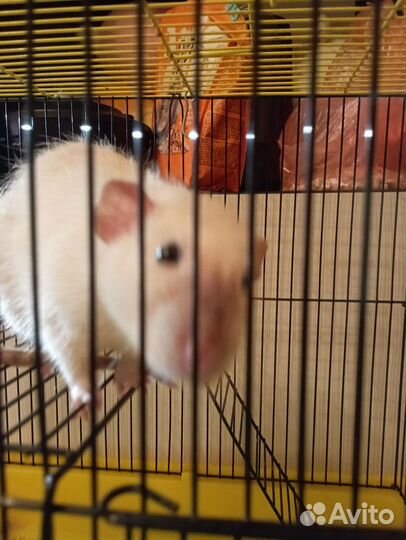 Крыса дамбо мальчик