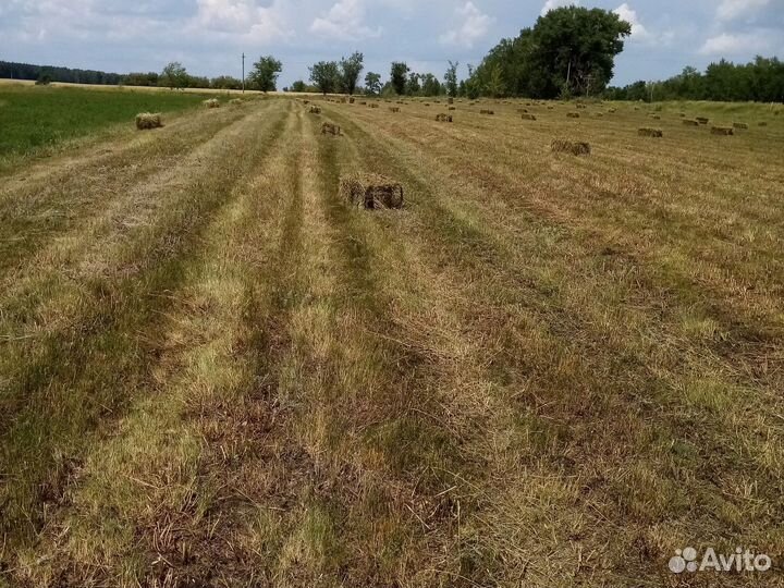 Сено в тюках