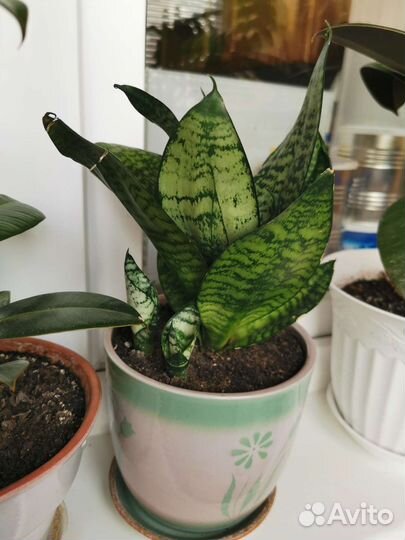 Комнатные цветы в глиняных горшках