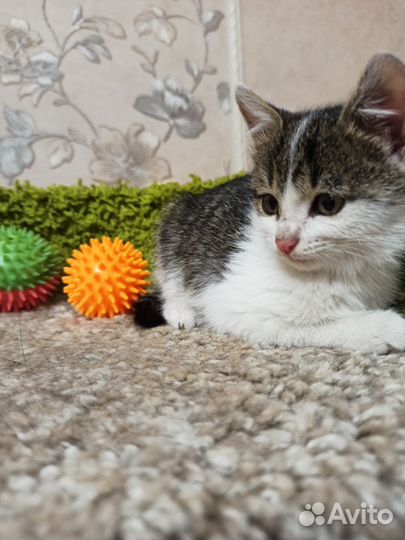 Котенок девочка в добрые руки
