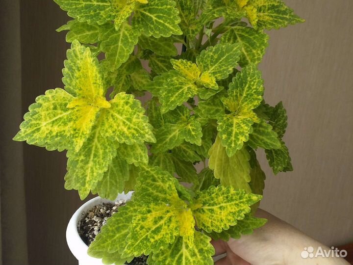 Драцена, колеус сортовой, диффенбахия