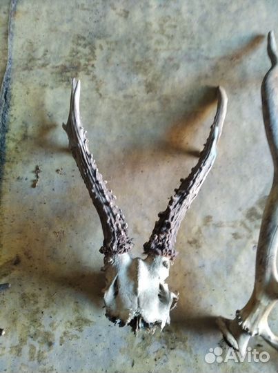 Рога лося